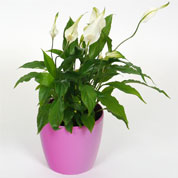 Spathiphyllum + Cachep Rosa